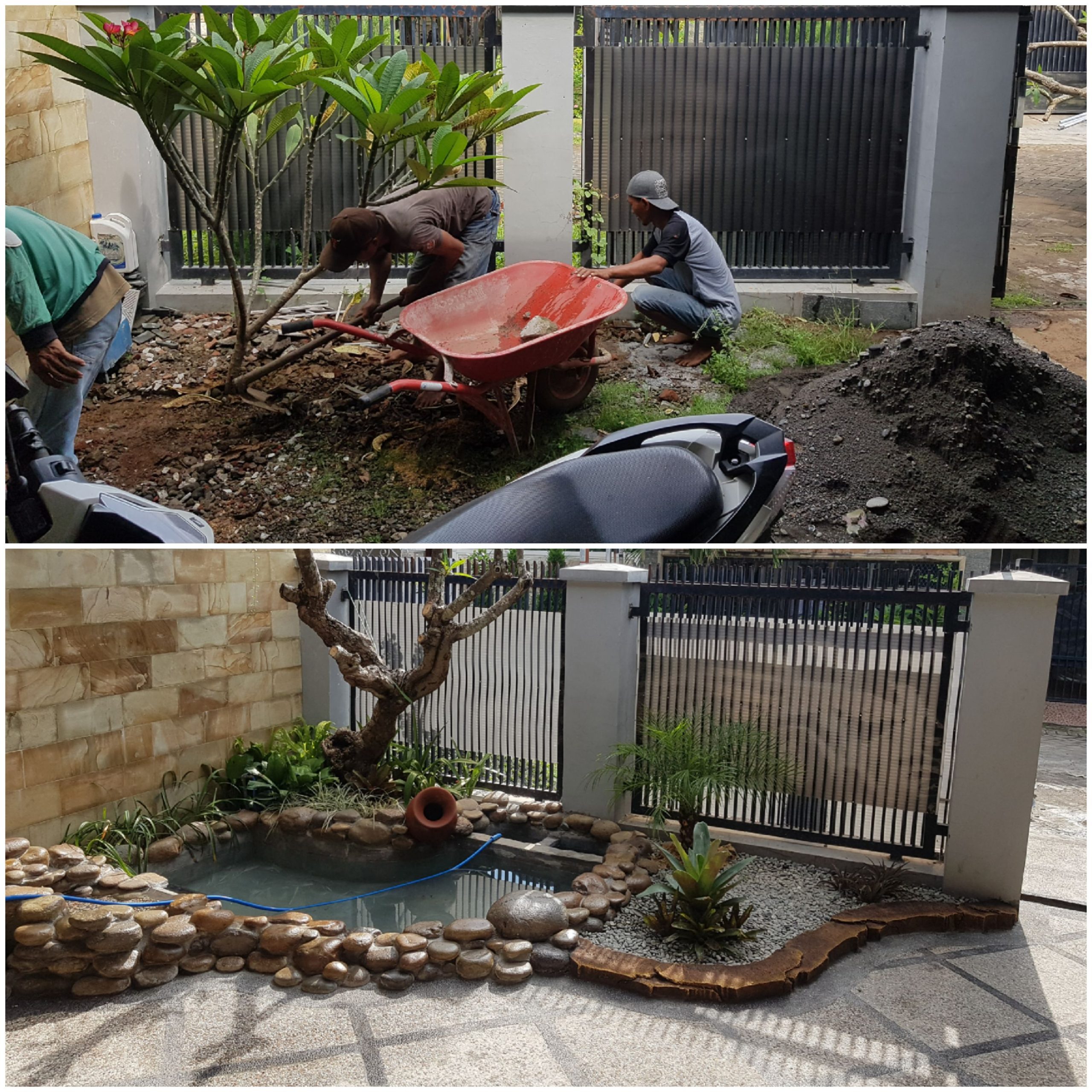 kolam koi pohon lindung