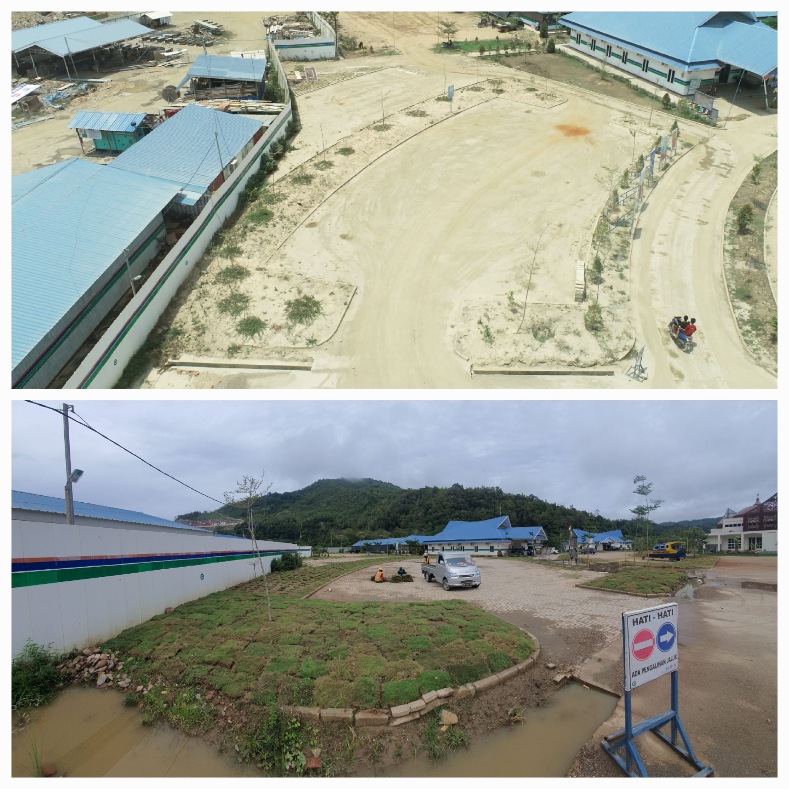 RUMPUT POHON LINDUNG