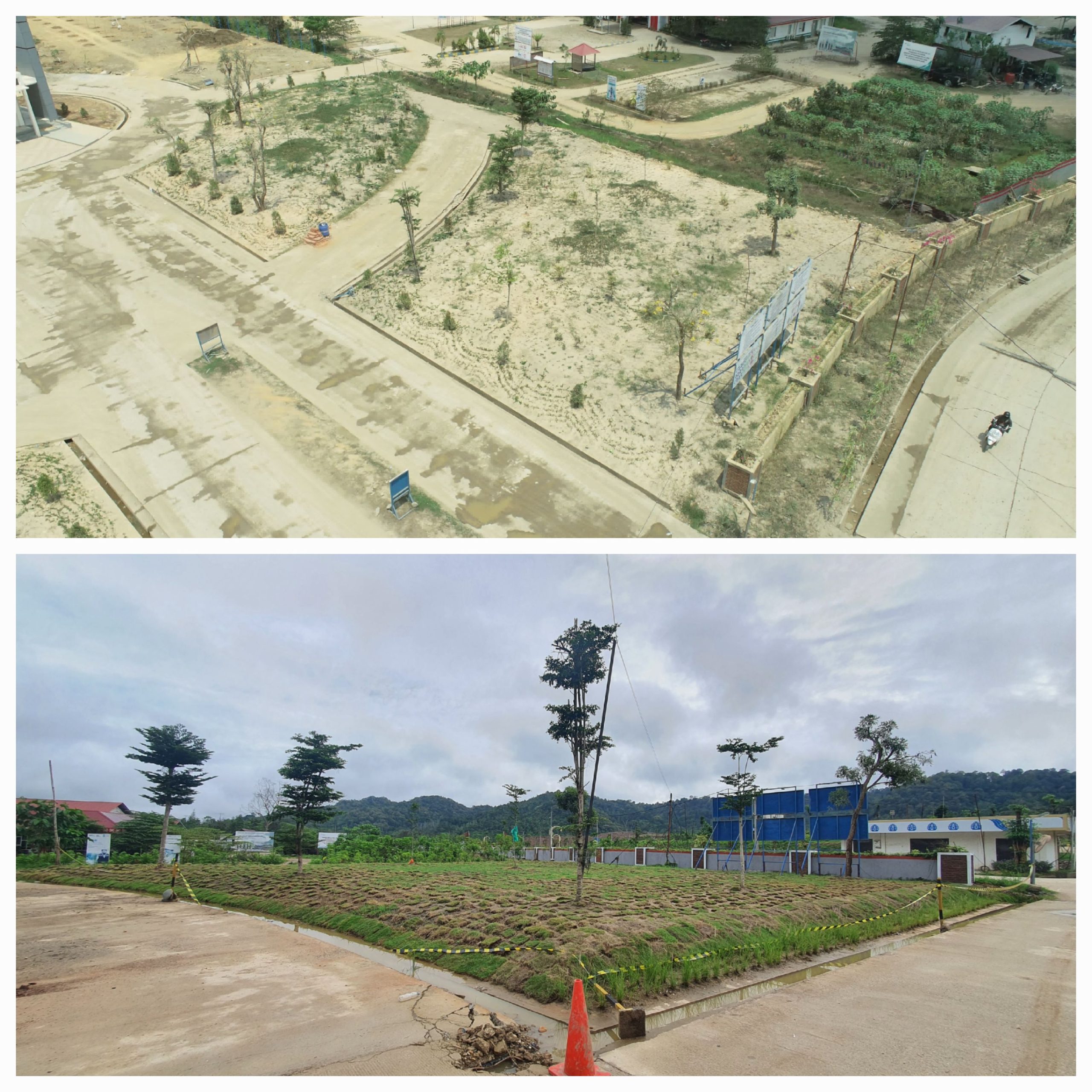 RUMPUT POHON LINDUNG