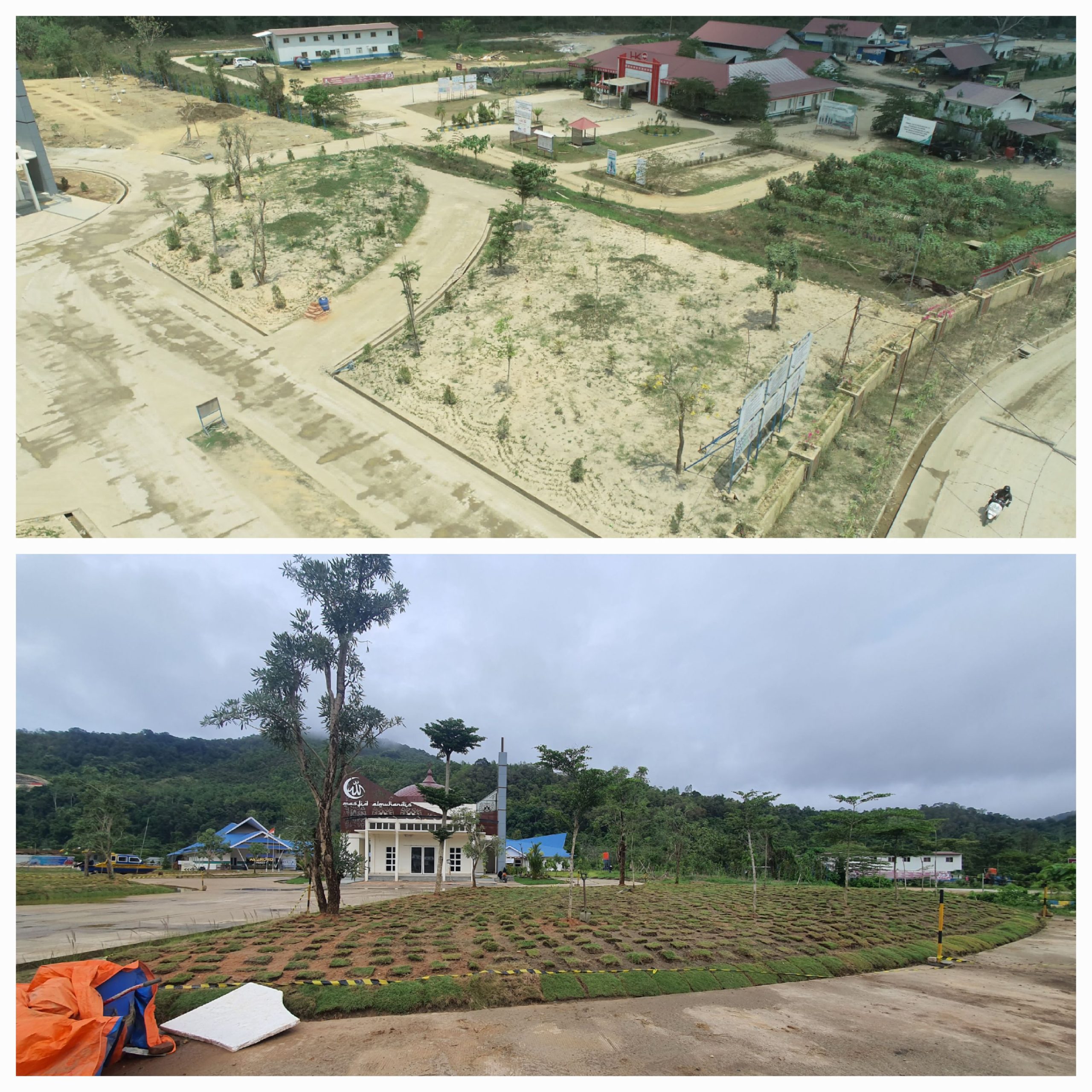 RUMPUT POHON LINDUNG