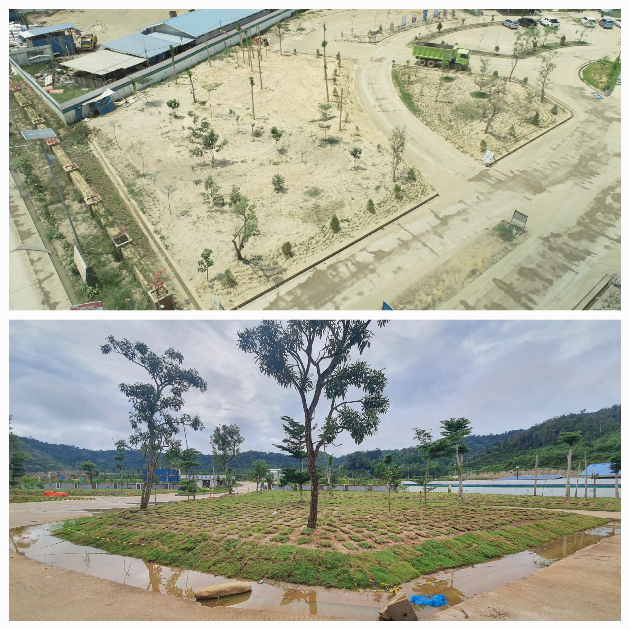 RUMPUT POHON LINDUNG
