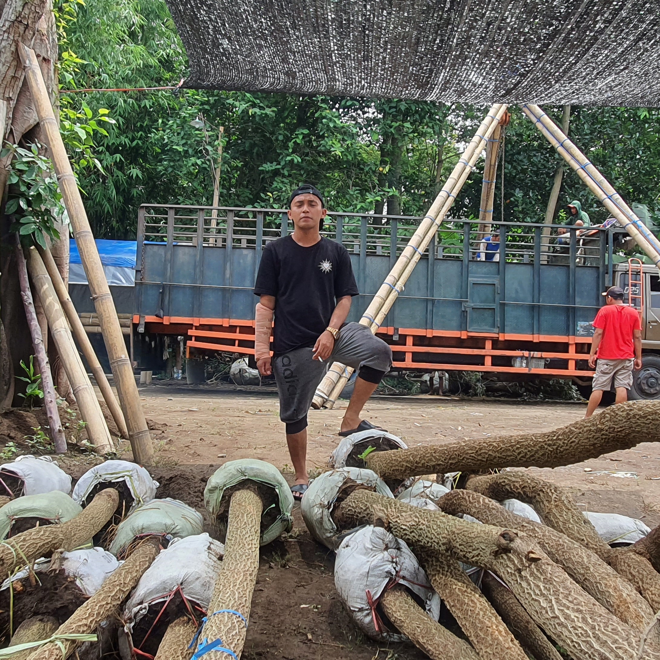 supplier tanaman pohon lindung supplier tanaman pohon lindung